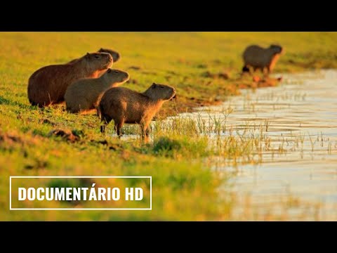 DOCUMENTÁRIO: O PANTANAL – GLOBO REPÓRTER