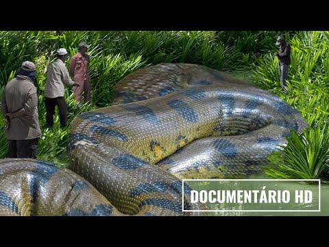 DOCUMENTÁRIO: A AMAZÔNIA [GLOBO REPÓRTER]