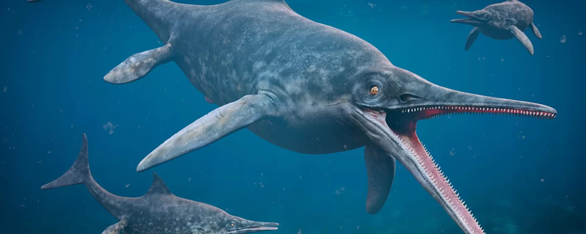 Mergulhadores descobrem maior animal marinho do mundo: um coral gigante