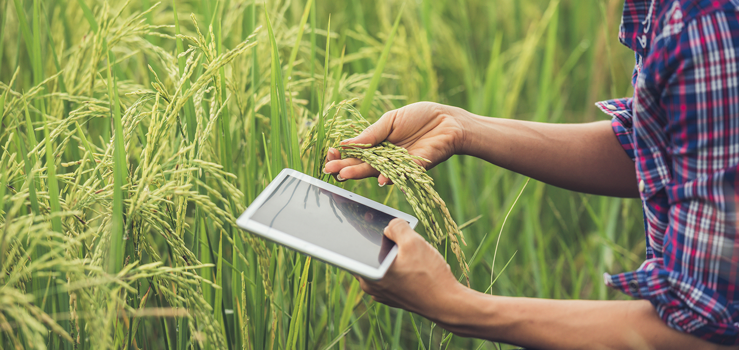 Técnico/a de Campo Agricultura e Meios de Vida – Transforme Vidas em Cabo Delgado!