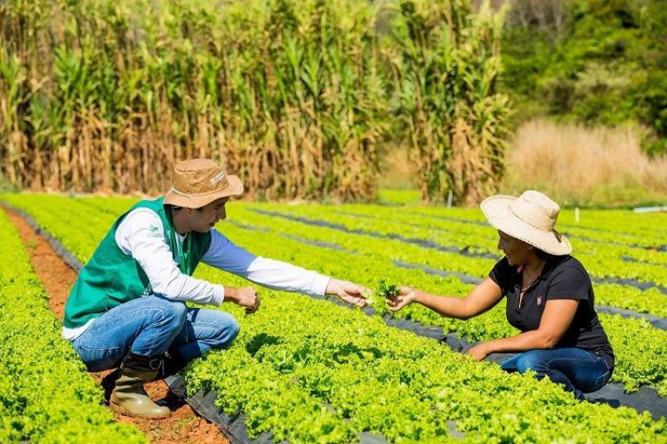 Coordenador(a) do Projeto AgroVida – Transforme Vidas em Cabo Delgado!